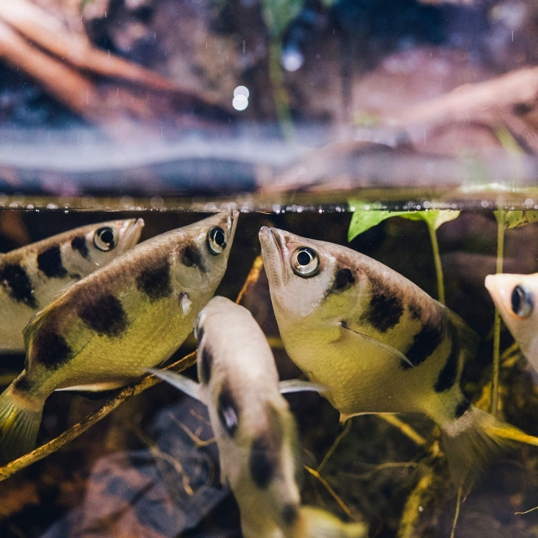 Archer Fish (3 Inches) | Single