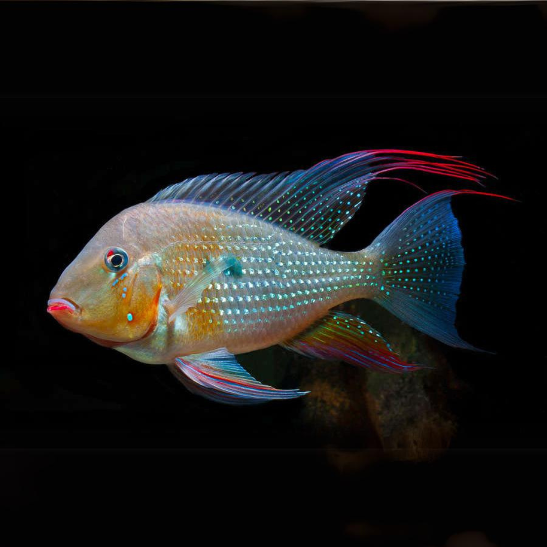 Geophagus Albino Heckelii (2.5-3.5 Cms)