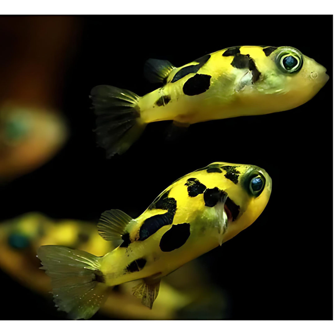 Dwarf Puffer | Pea Puffer (1-2 cms) | Single