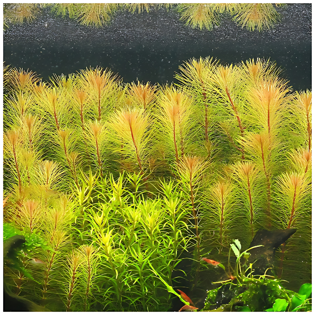 ADA IC025 ರೋಟಾಲಾ ವಾಲಿಚಿ ವಿಯೆಟ್ನಾಂ | ಅಕ್ವೇರಿಯಂ ಲೈವ್ ಸಸ್ಯಗಳು