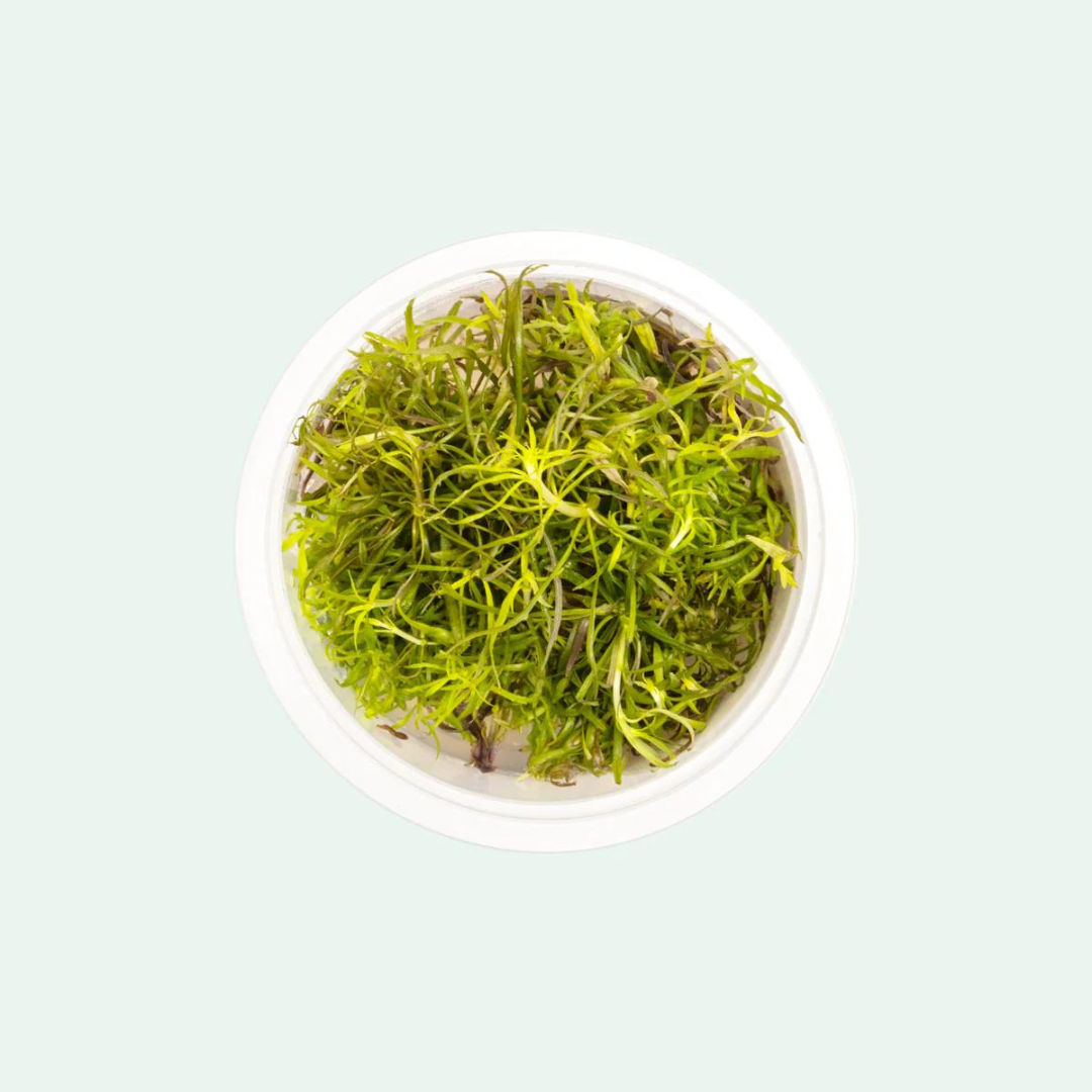 Sreepadma C78 Pogestomon stellatus 'Dassen | Tc Live Plant