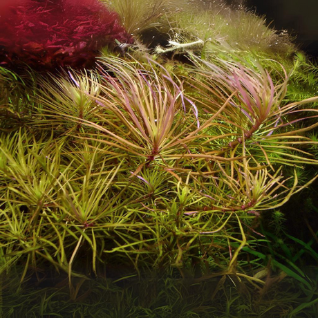 Sreepadma C78 Pogestomon stellatus 'Dassen | Tc Live Plant