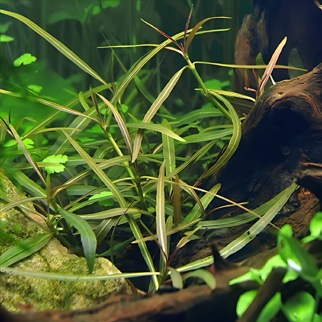 ADA IC034 ಹೈಗ್ರೊಫಿಲಾ ಲ್ಯಾನ್ಸಿಯಾ 'ಅರಾಗ್ವಾಯಾ TC | ಅಕ್ವೇರಿಯಂ ಲೈವ್ ಸಸ್ಯಗಳು