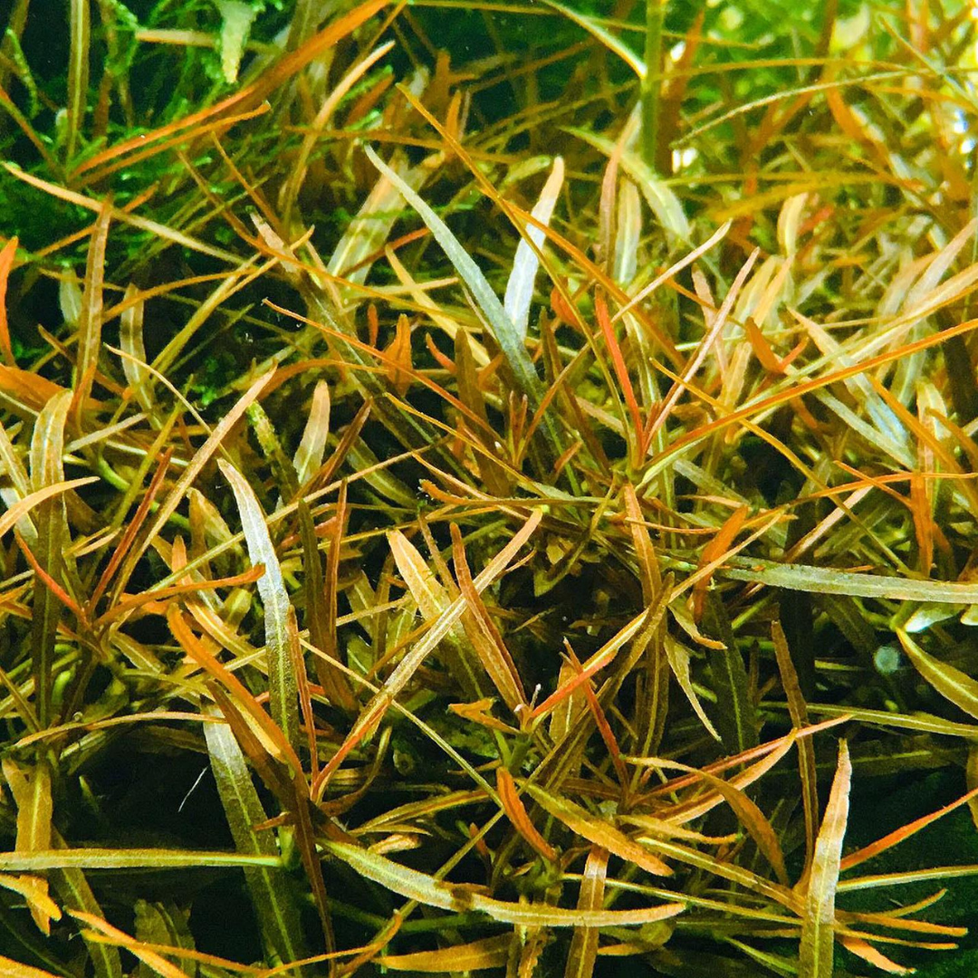 ADA IC034 ಹೈಗ್ರೊಫಿಲಾ ಲ್ಯಾನ್ಸಿಯಾ 'ಅರಾಗ್ವಾಯಾ TC | ಅಕ್ವೇರಿಯಂ ಲೈವ್ ಸಸ್ಯಗಳು