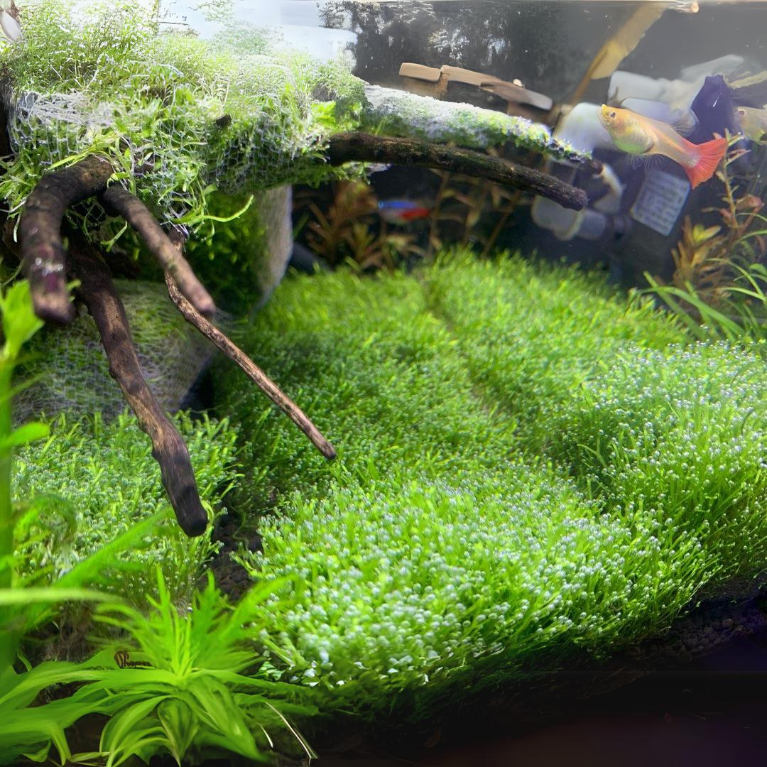 Riccia Moss |  Live Plant