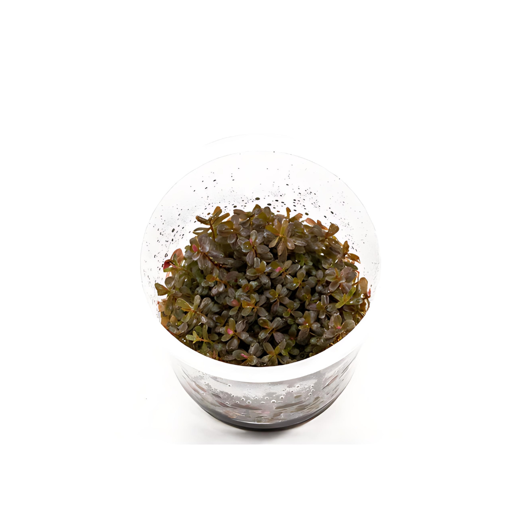 Sreepadma JR10 Rotala Rotundifolia Hra | TC Live Plant