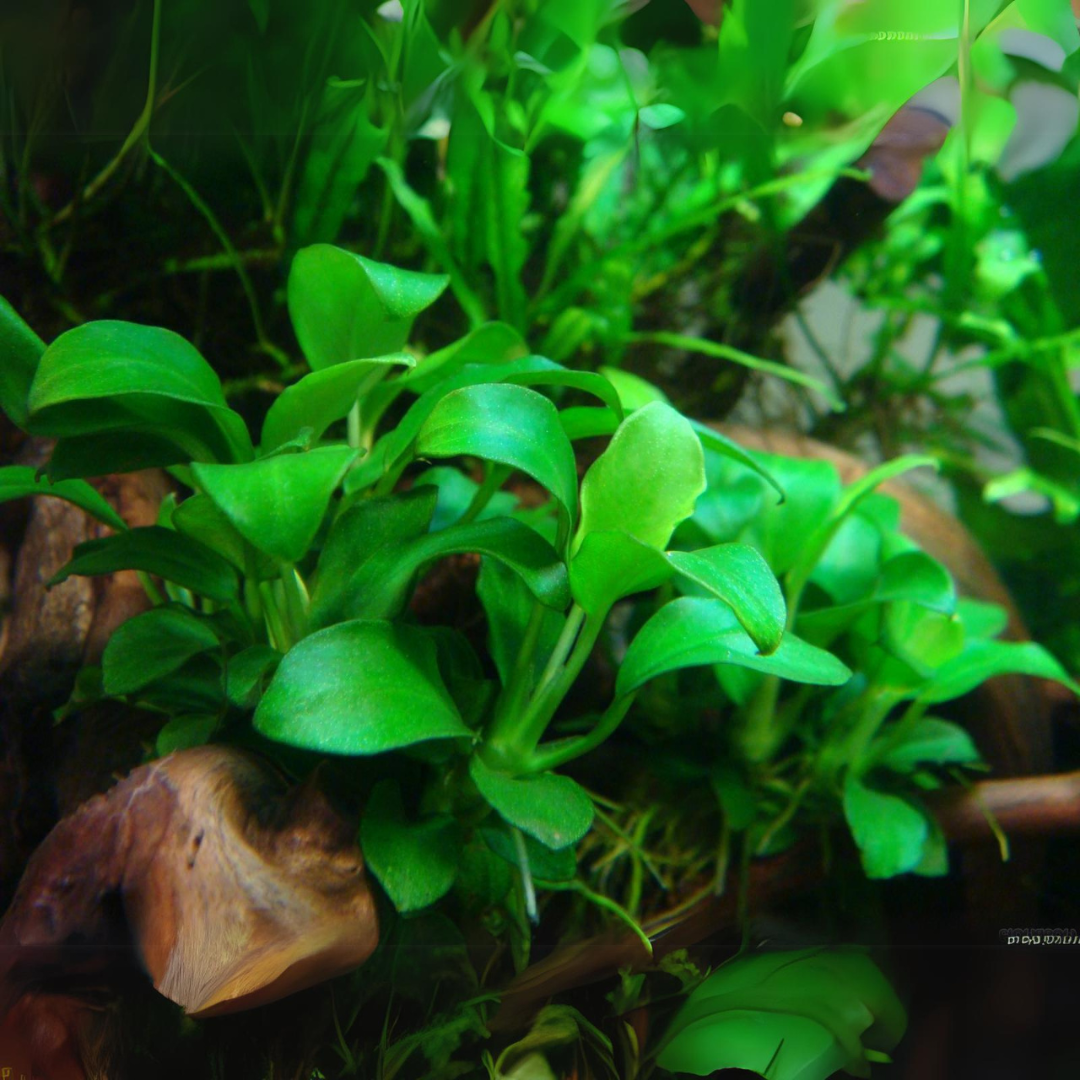 ADA IC055 ಅನುಬಿಯಾಸ್ ಬಾರ್ಟೆರಿ ವರ್. ನಾನಾ 'ಪೆಟೈಟ್ | ಅಕ್ವೇರಿಯಂ ಲೈವ್ ಪ್ಲಾಂಟ್