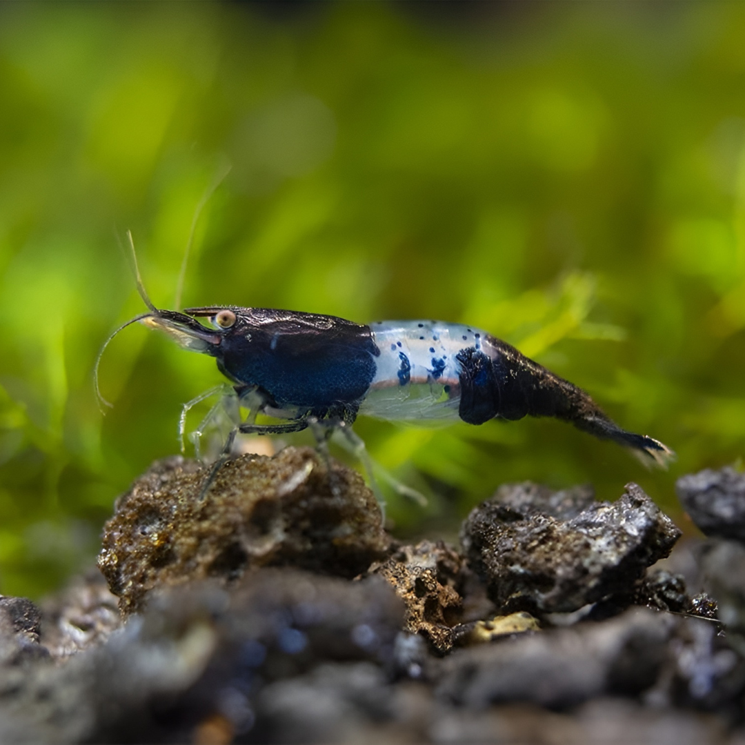 Live Fish Shrimp Carbon Rili | Single