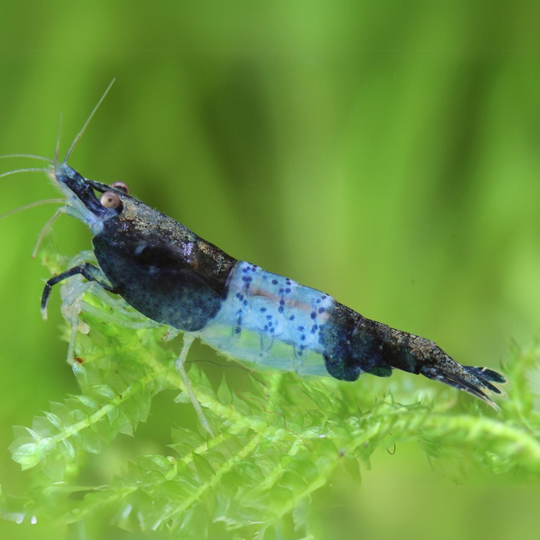 Live Fish Shrimp Carbon Rili | Single