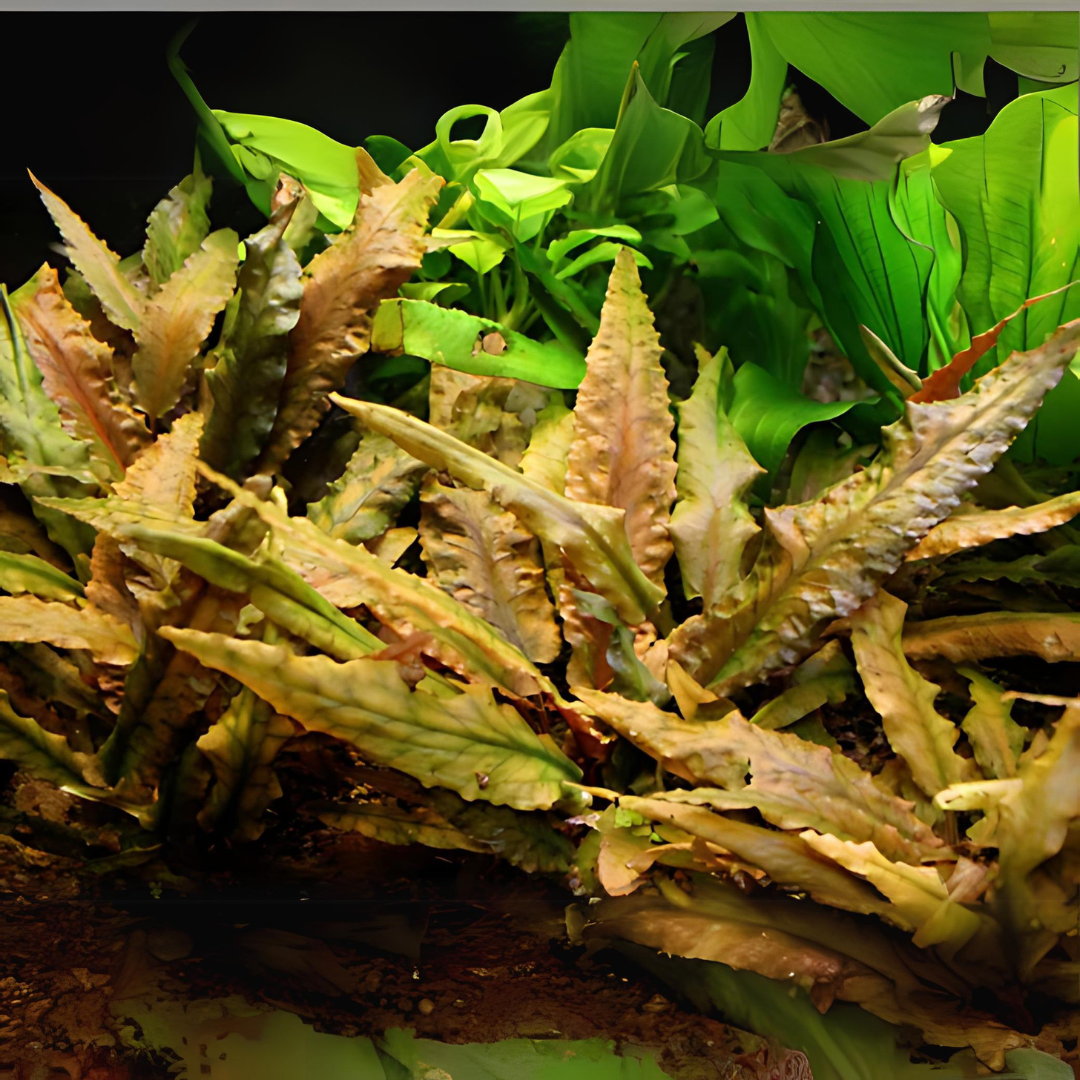 ADA IC095 Cryptocoryne Wendetii Tropica | TC Live Plant