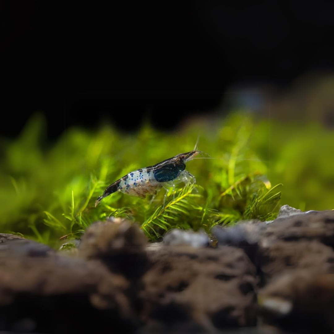 Live Fish Shrimp Carbon Rili | Single