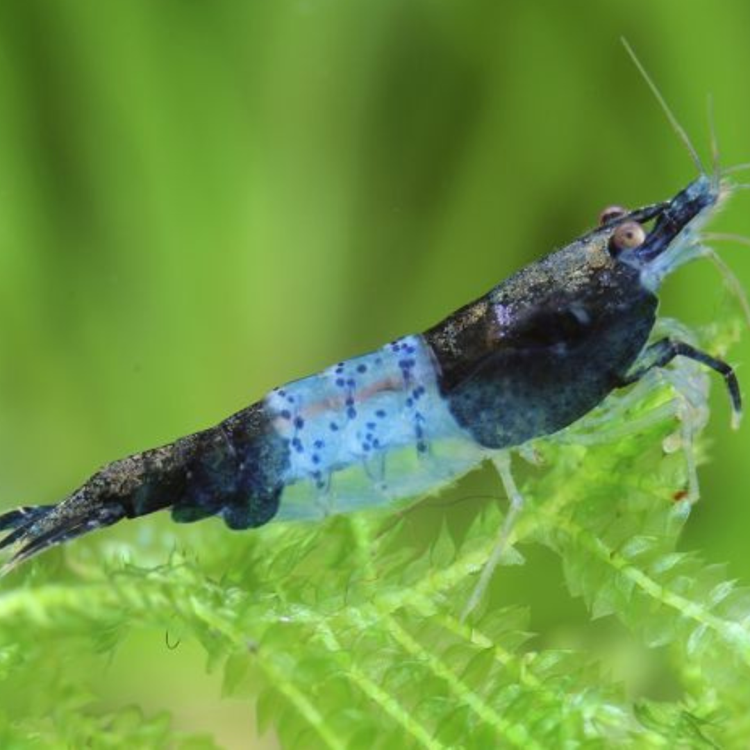 Live Fish Shrimp Carbon Rili | Single