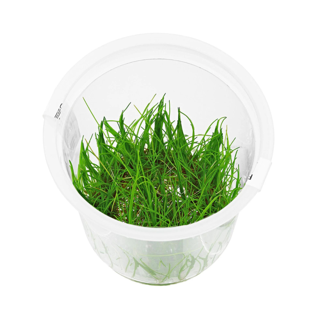 Sreepadma D74 Eleocharis Montevidensis | TC Live Plant