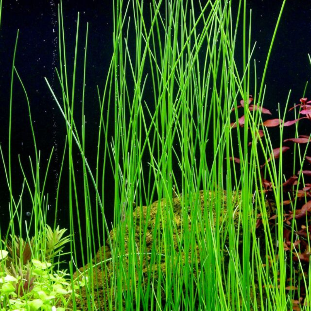Sreepadma D74 Eleocharis Montevidensis | TC Live Plant