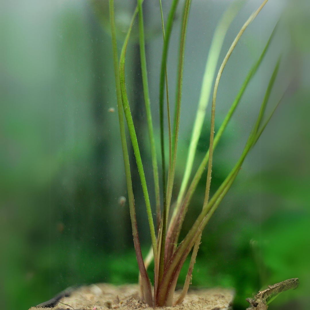 ADA IC199 Cryptocoryne Sivadasanii | TC Live Plant