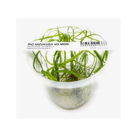 ADA IC199 Cryptocoryne Sivadasanii | TC Live Plant