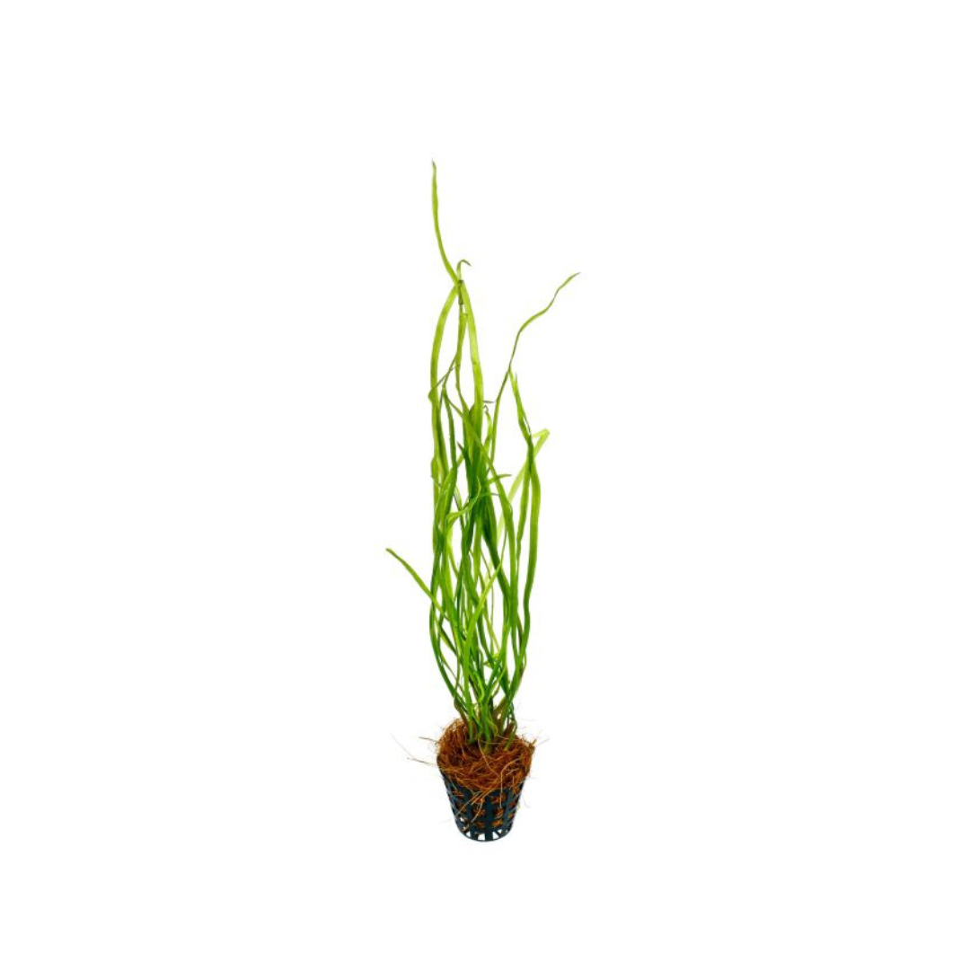 ADA IC199 Cryptocoryne Sivadasanii | TC Live Plant