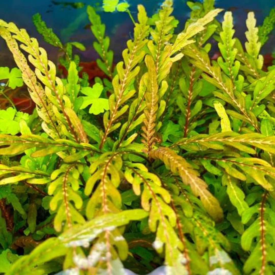 ADA IC202 ಹೈಡ್ರೋಫಿಲಾ ಪಿನ್ನಾಟಿಫಿಡಾ | ಅಕ್ವೇರಿಯಂ ಲೈವ್ ಪ್ಲಾಂಟ್