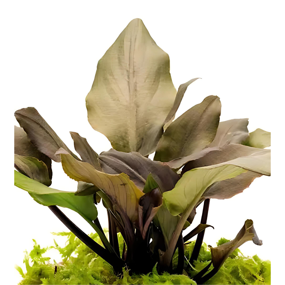 ADA IC215 Lagenandra Keralensis | TC Live Plant