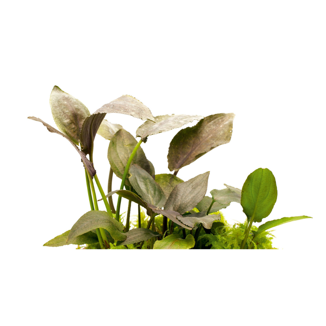 ADA IC215 Lagenandra Keralensis | TC Live Plant