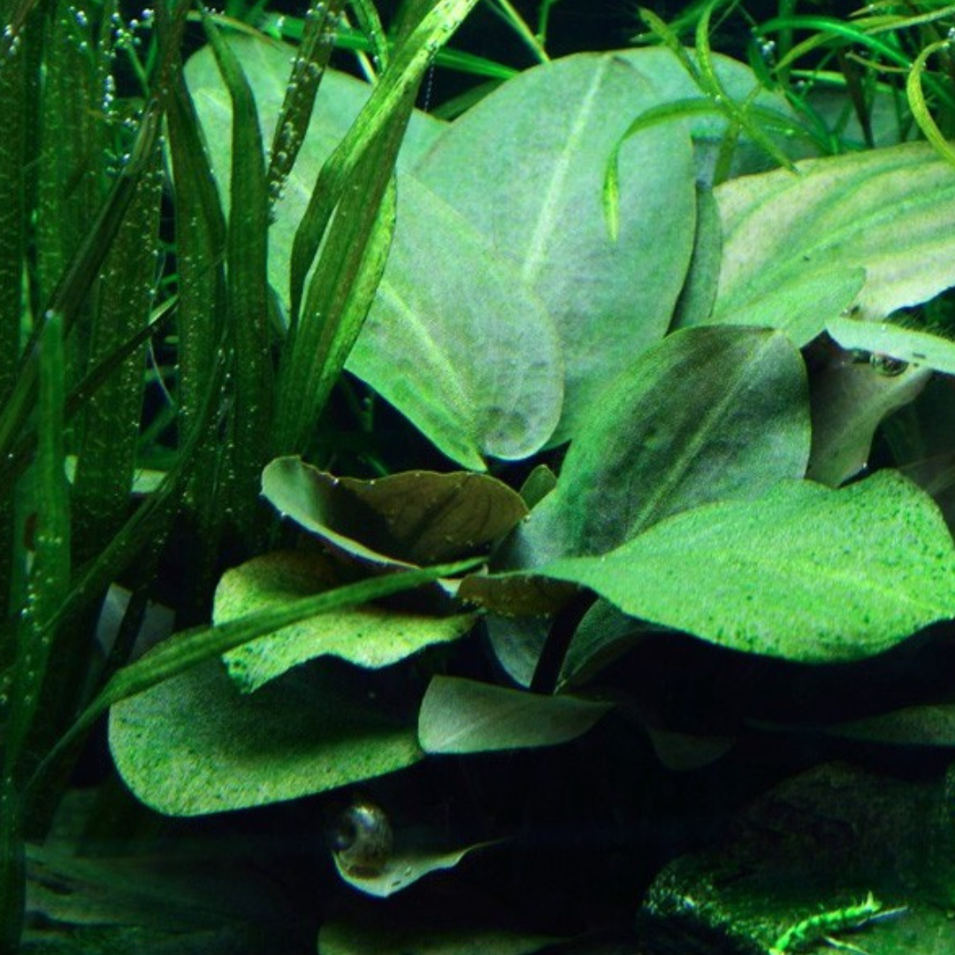 ADA IC216 ಲಗೇನಂದ್ರ ಮೀಡೋಲಿII ಹಸಿರು| ಅಕ್ವೇರಿಯಂ ಲೈವ್ ಪ್ಲಾಂಟ್