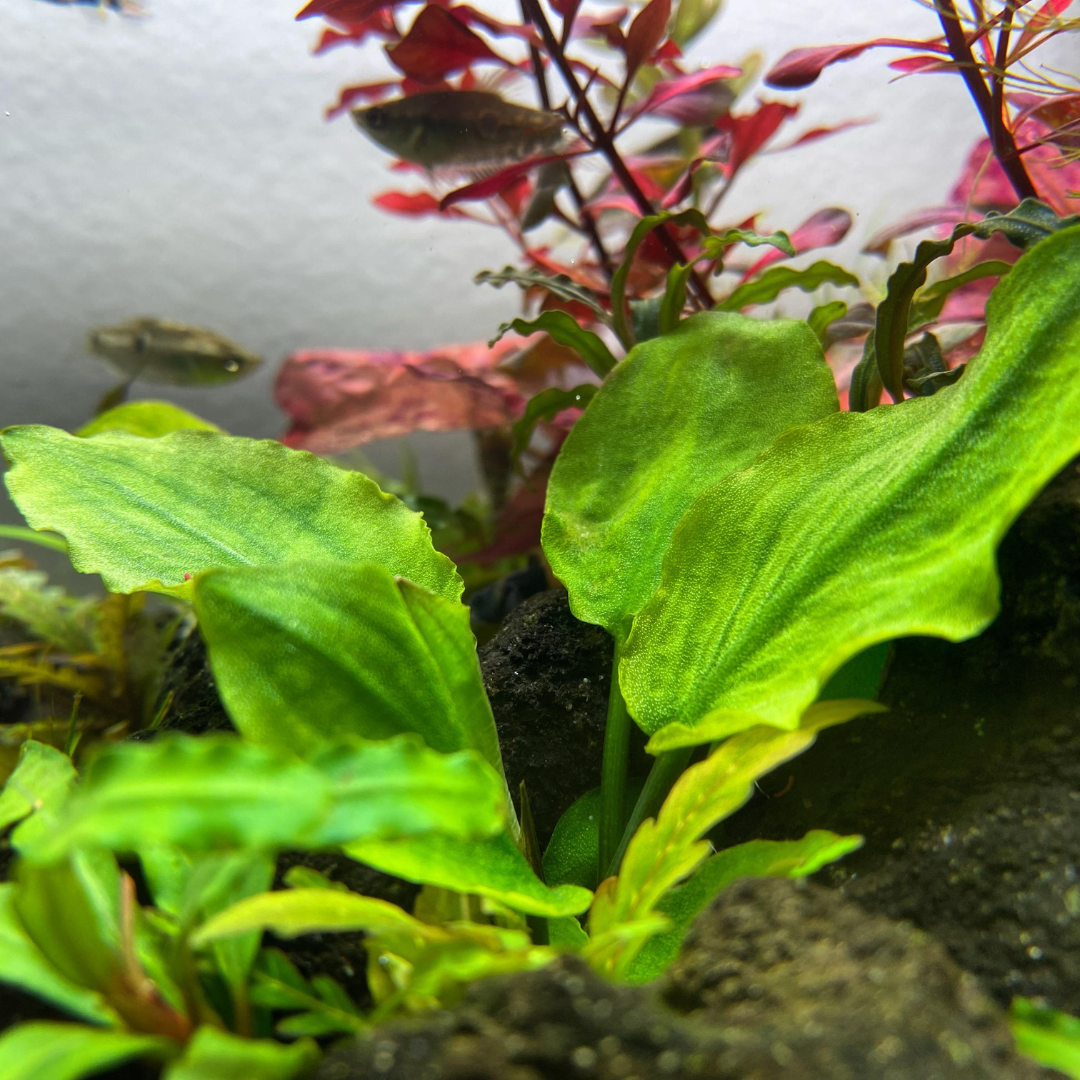 ADA IC216 ಲಗೇನಂದ್ರ ಮೀಡೋಲಿII ಹಸಿರು| ಅಕ್ವೇರಿಯಂ ಲೈವ್ ಪ್ಲಾಂಟ್