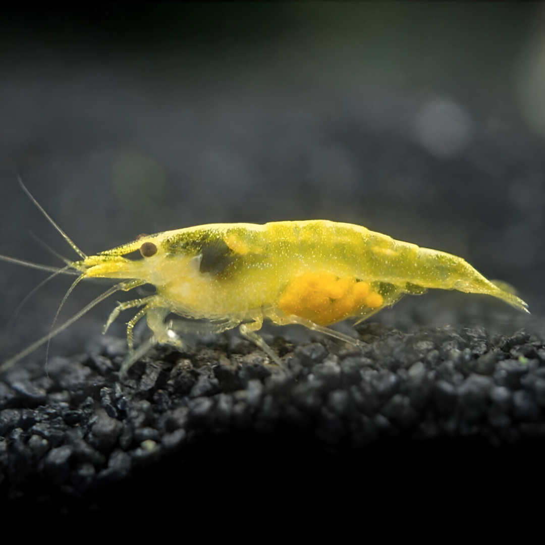 Live Fish Shrimp Pumpkin Yellow | Single