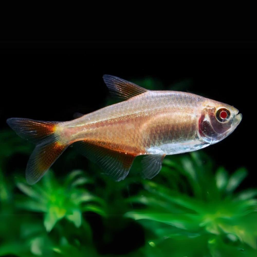 ಅಲ್ಬಿನೋ ರೆಡ್ ಐ ಬ್ಯೂನಸ್ ಟೆಟ್ರಾ | ಏಕ