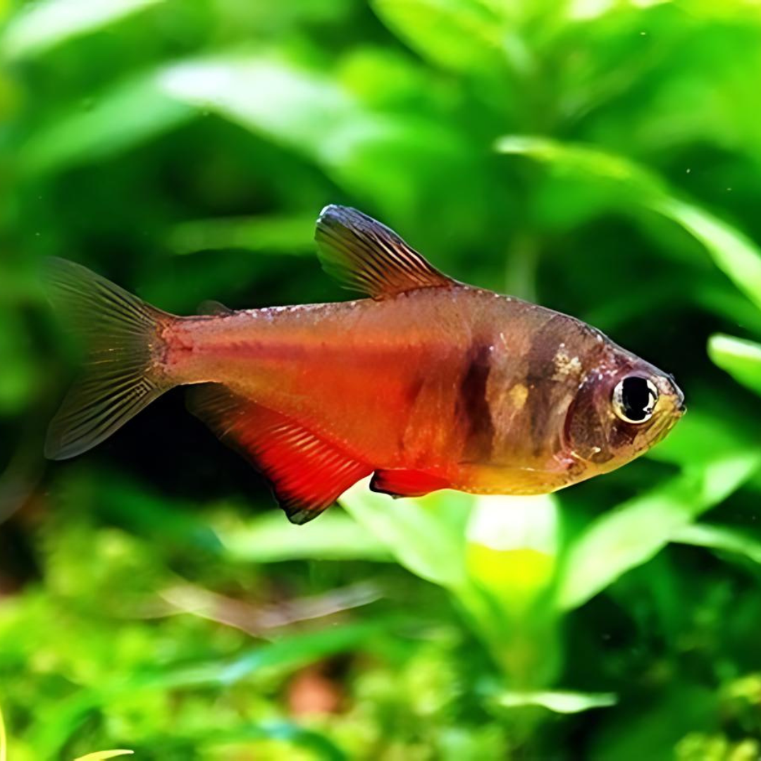 Flame Tetra | Single