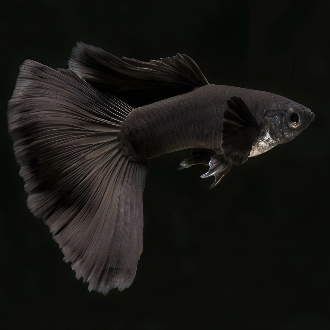 Guppy Moscow Black