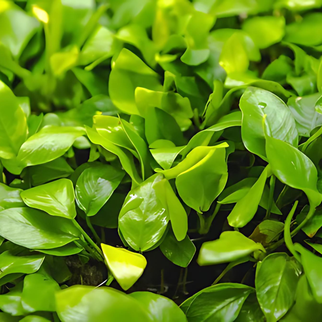 ಎಡಿಎ ಅನುಬಿಯಾಸ್ ನಾನಾ ಚಿನ್ನ | ಅಕ್ವೇರಿಯಂ ಲೈವ್ ಪ್ಲಾಂಟ್