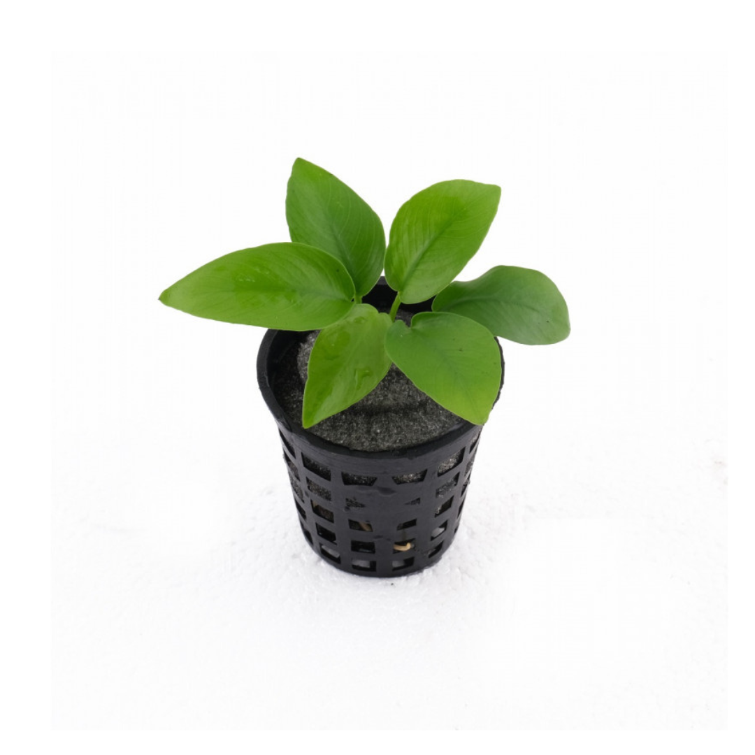 ಎಡಿಎ ಅನುಬಿಯಾಸ್ ನಾನಾ ಚಿನ್ನ | ಅಕ್ವೇರಿಯಂ ಲೈವ್ ಪ್ಲಾಂಟ್