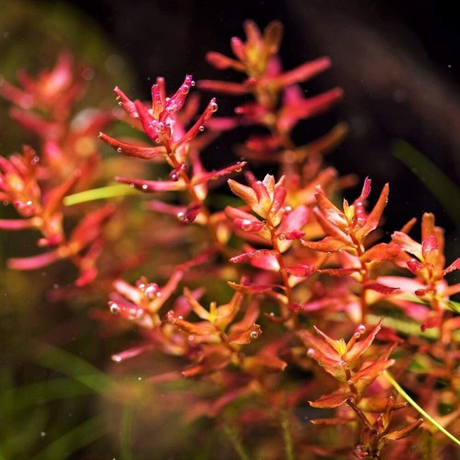 Sreepadma C58 Rotala Macrandra 'mini butterfly' | TC Live Plant