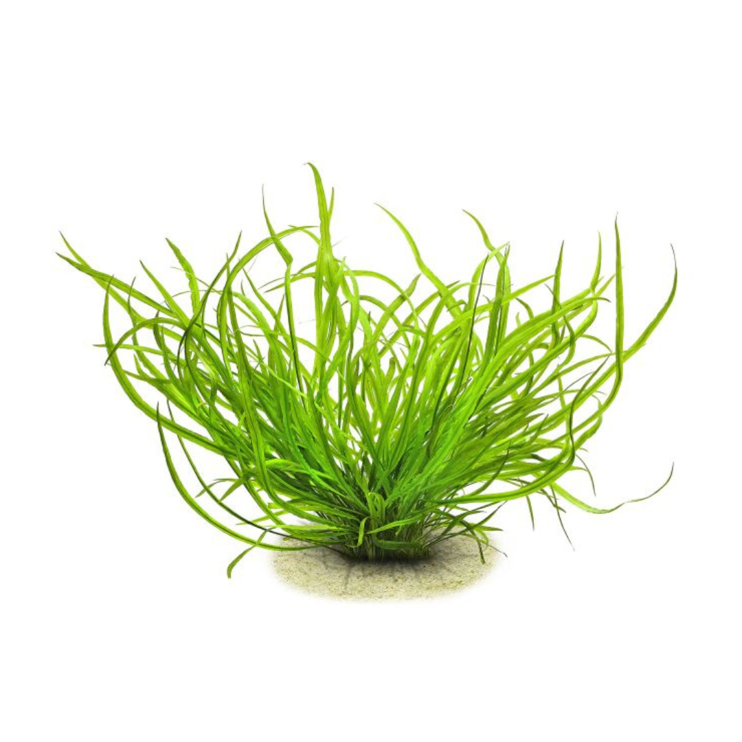 ADA IC685 ಕ್ರಿಪ್ಟೋಕೊರಿನ್ ಸ್ಪೈರಾಲಿಸ್"ಕೌಡಿಗೆರಾ" TC ಲೈವ್ ಪ್ಲಾಂಟ್