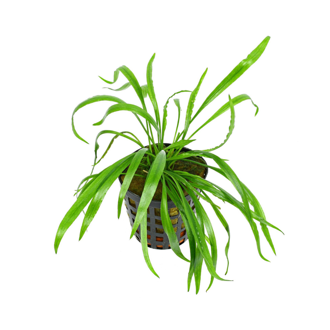 ADA IC685 ಕ್ರಿಪ್ಟೋಕೊರಿನ್ ಸ್ಪೈರಾಲಿಸ್"ಕೌಡಿಗೆರಾ" TC ಲೈವ್ ಪ್ಲಾಂಟ್