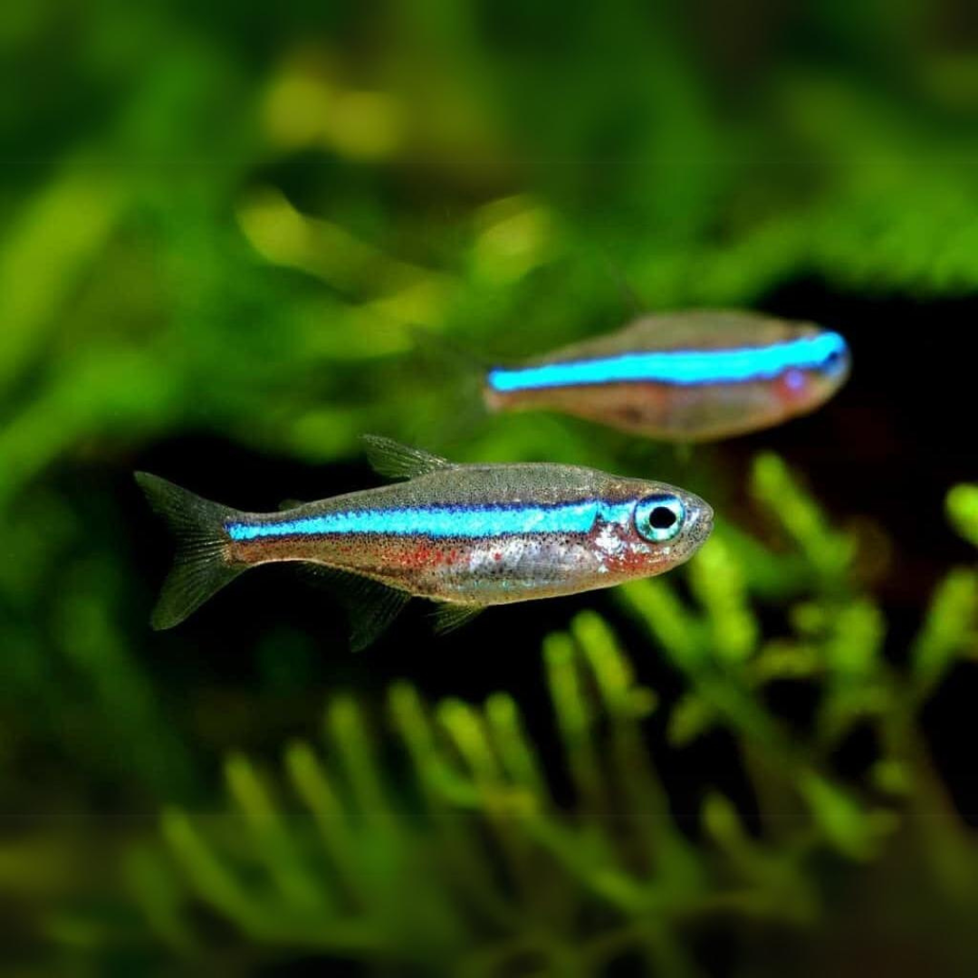 Green Neon Tetra | Planted Tank Fish | Single