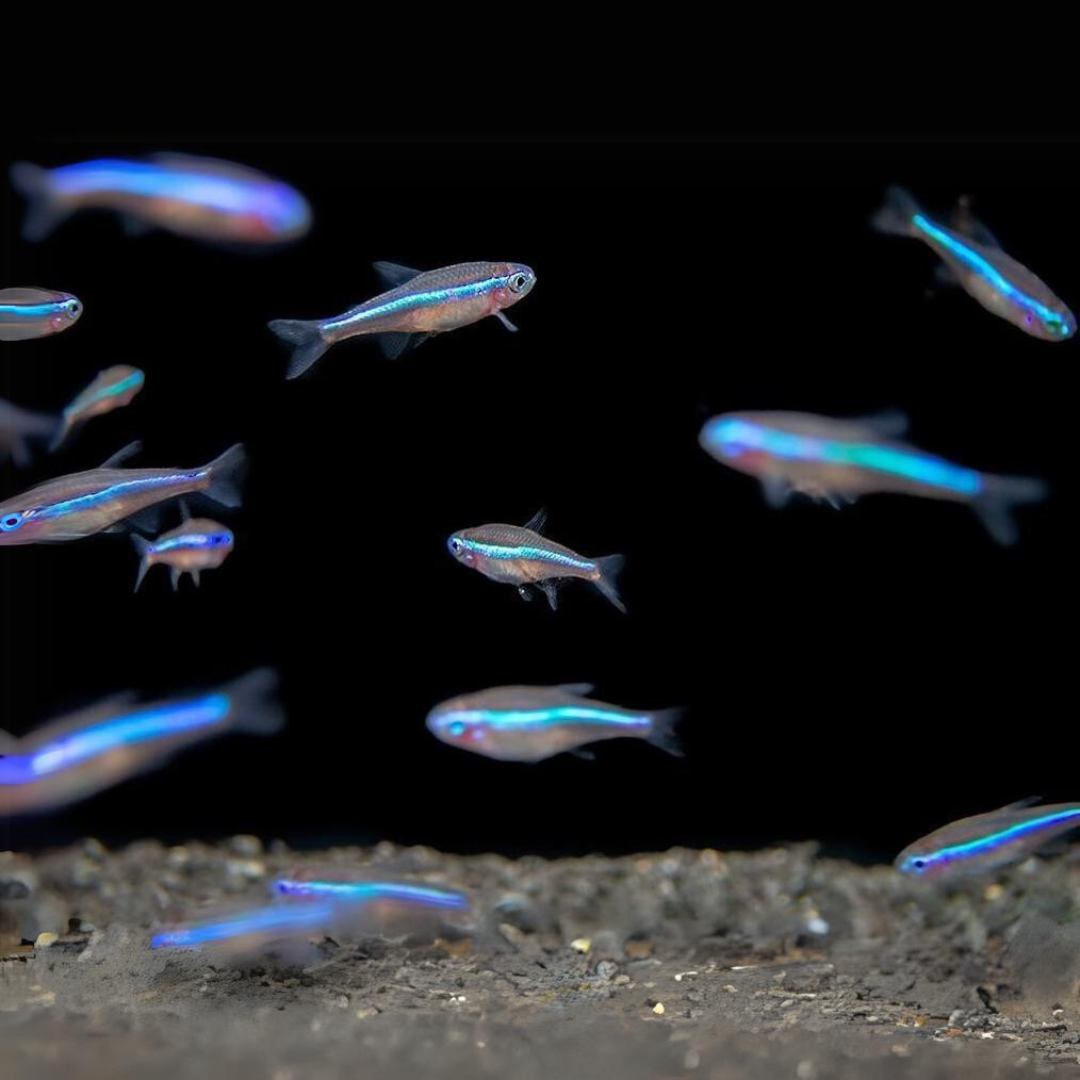 Green Neon Tetra | Planted Tank Fish | Single