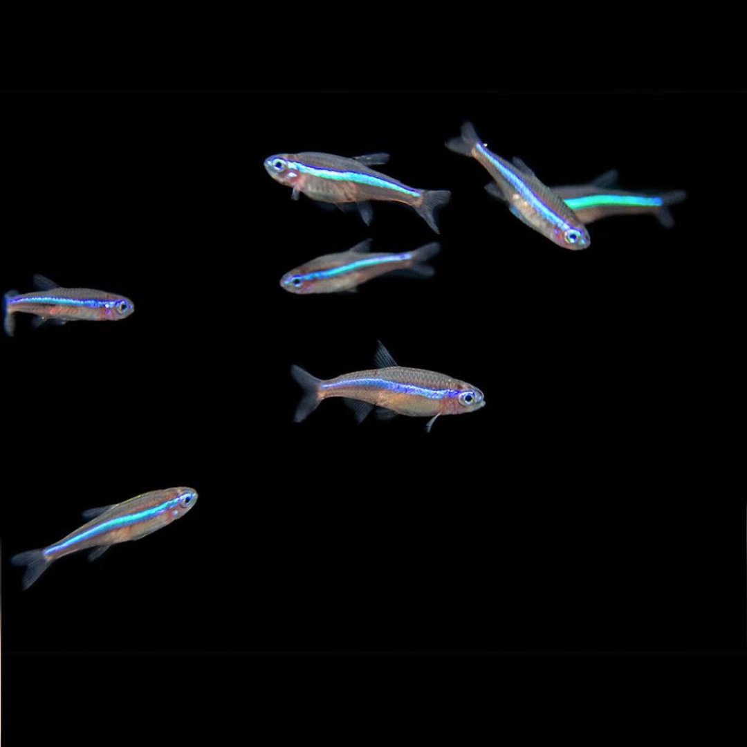 Green Neon Tetra | Planted Tank Fish | Single