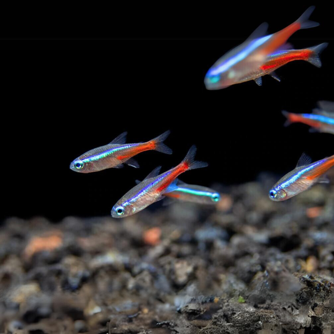 Neon Tetra Planted Tank Fish Single
