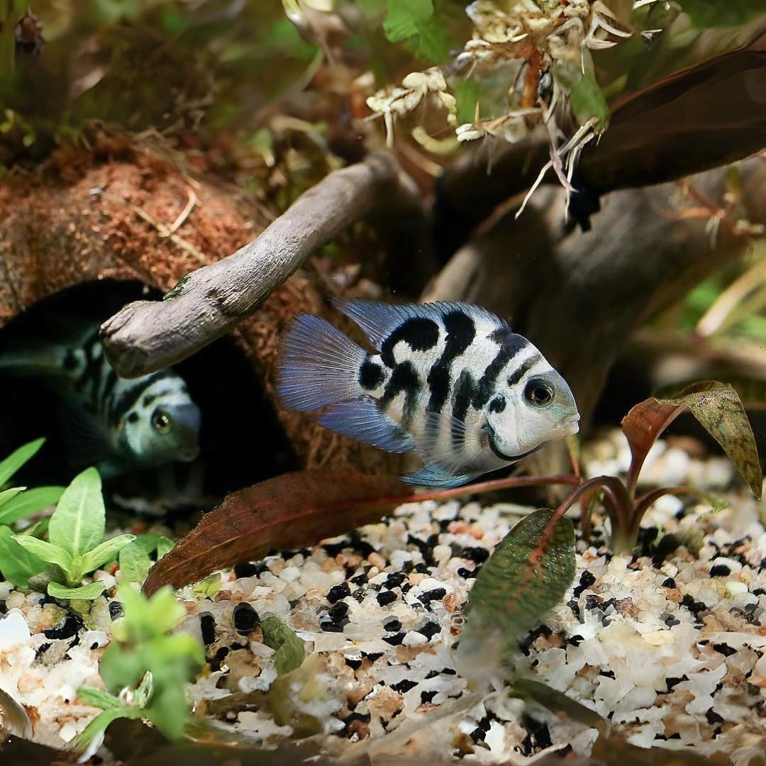 Blue Polar Parrot (2 Cms) Single