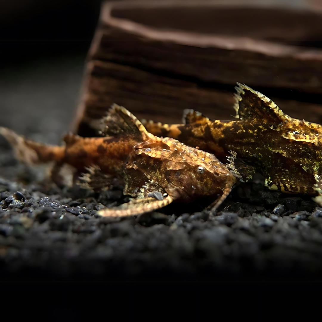 ಏಷ್ಯನ್ ಸ್ಟೋನ್ ಮಿನಿ ಕ್ಯಾಟ್ಫಿಶ್ | (ಹರಾ ಜೆರ್ಡೋನಿ) | ಶ್ವಾಸಕೋಶದ ಮೀನು | 1.5 ರಿಂದ 2.5 ಸೆಂ.ಮೀ