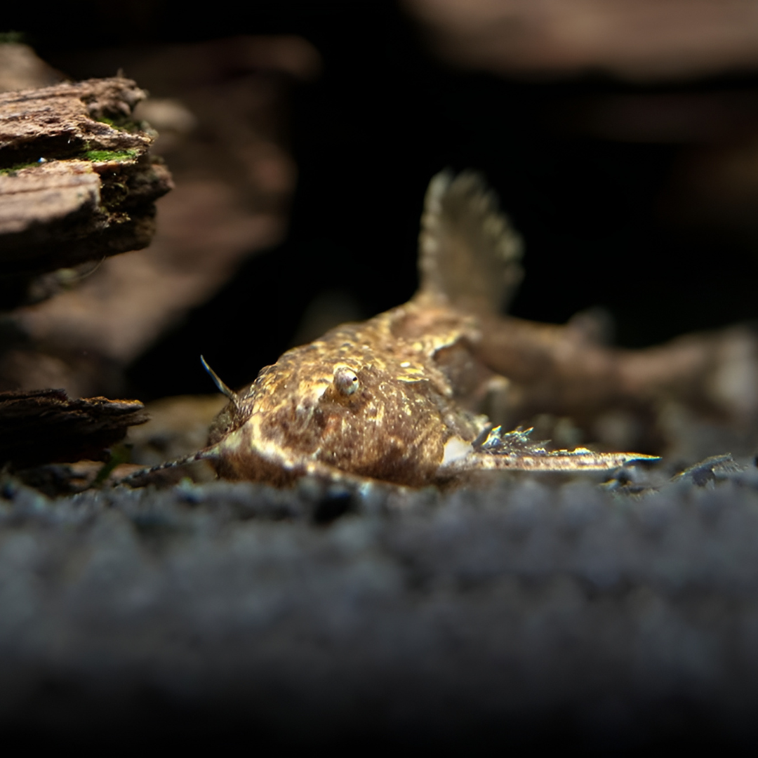 ಏಷ್ಯನ್ ಸ್ಟೋನ್ ಮಿನಿ ಕ್ಯಾಟ್ಫಿಶ್ | (ಹರಾ ಜೆರ್ಡೋನಿ) | ಶ್ವಾಸಕೋಶದ ಮೀನು | 1.5 ರಿಂದ 2.5 ಸೆಂ.ಮೀ