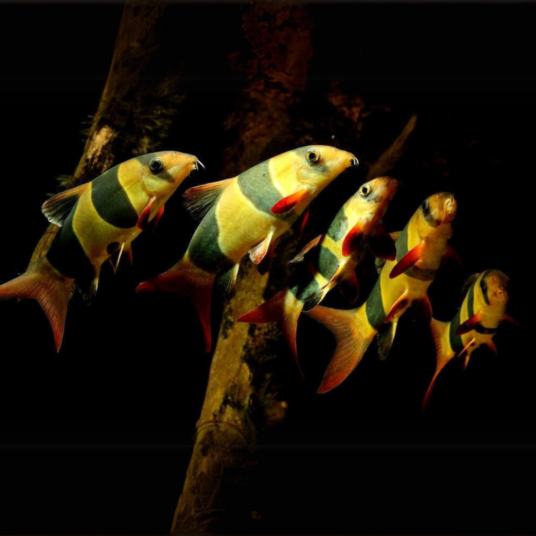 ಅಕ್ವೇರಿಯಂ ಲೈವ್ ಮೀನು | ಕ್ಲೌನ್ ಲೋಚ್ | ಗಾತ್ರ 3.5" ರಿಂದ 4.5" | ಏಕ