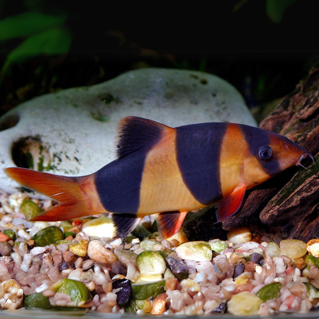 Live Fish Bottom Dweller Clown Loach (6-7 cms) | Single