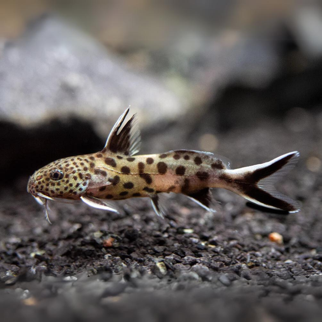 Live Fish Bottom Dweller Cuckoo Cat (3-4 cms) | Single