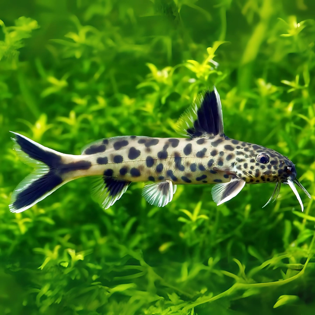 Live Fish Bottom Dweller Cuckoo Cat (3-4 cms) | Single