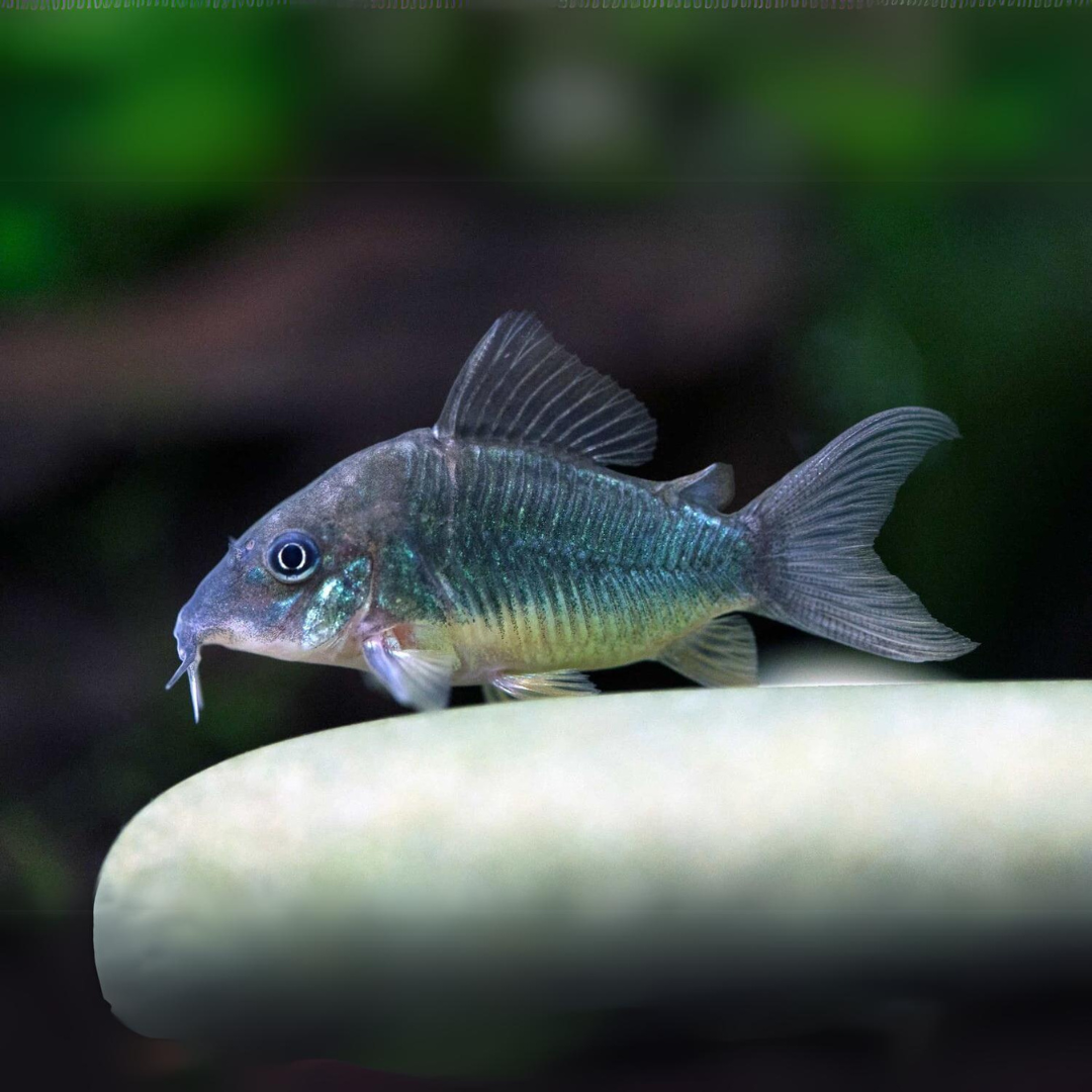 Live Fish Bottom Dweller Green Cory (Offer) | Single