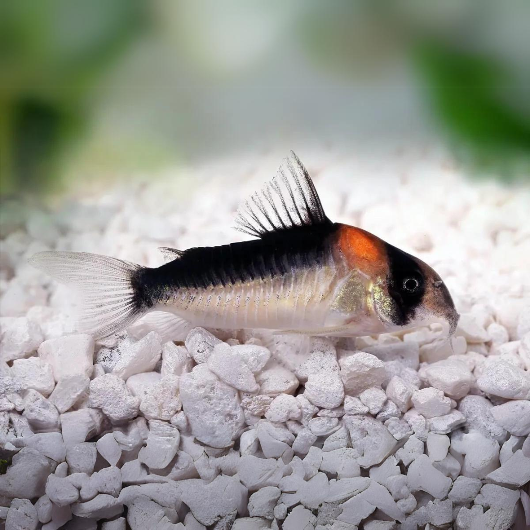 ಅಕ್ವೇರಿಯಂ ಲೈವ್ ಮೀನು | ಅಡಾಲ್ಫೋಸ್ ಕೋರಿ ಕ್ಯಾಟ್ಫಿಶ್ | ಏಕ