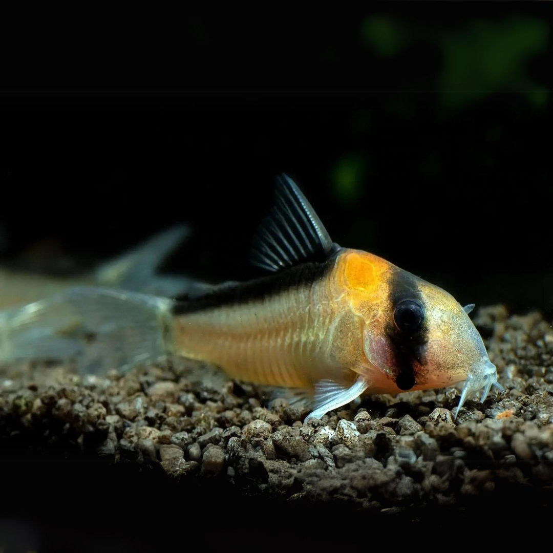 ಅಕ್ವೇರಿಯಂ ಲೈವ್ ಮೀನು | ಅಡಾಲ್ಫೋಸ್ ಕೋರಿ ಕ್ಯಾಟ್ಫಿಶ್ | ಏಕ