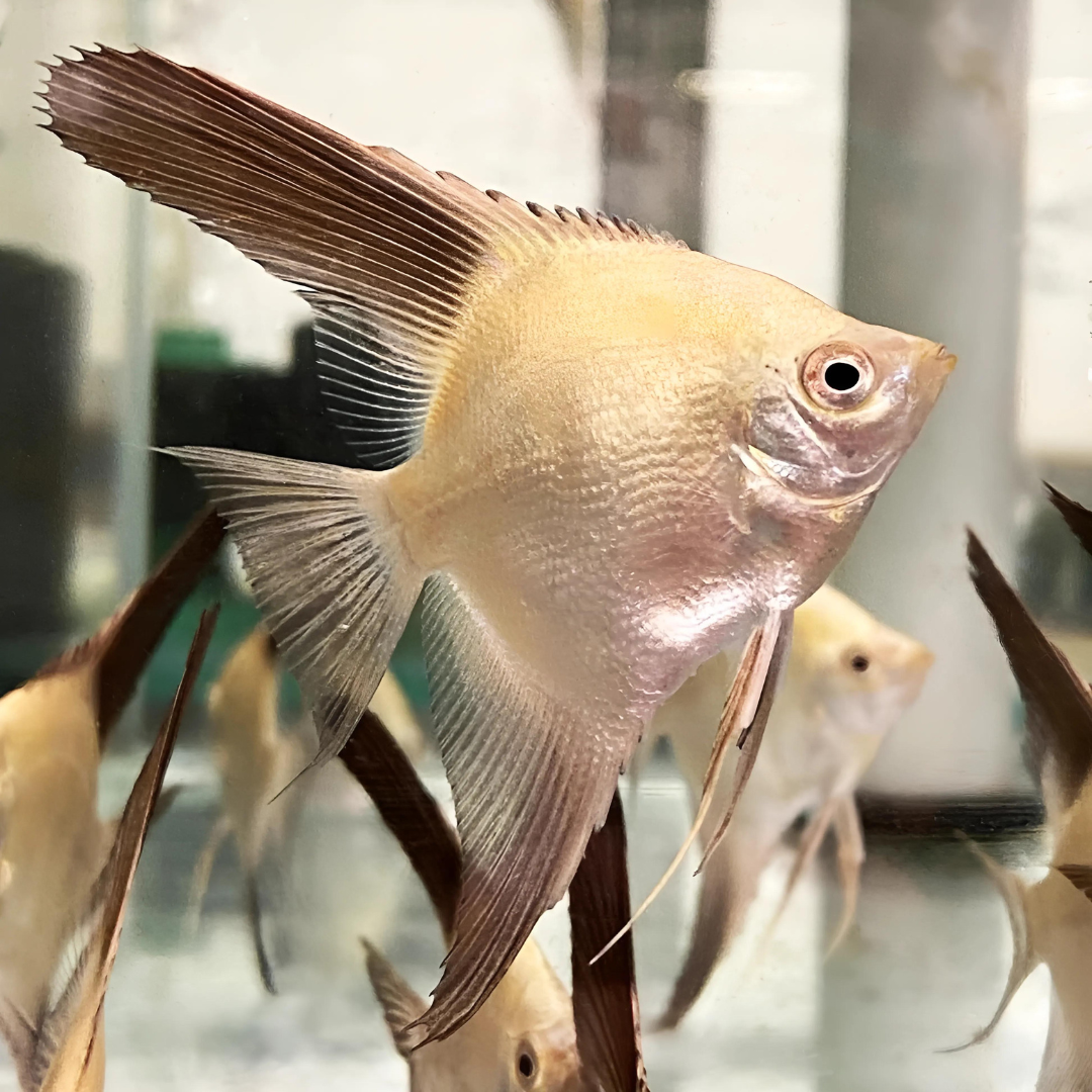 Bulgarian Seal Point Angel Fish (1 - 1.5 Inches) | Single